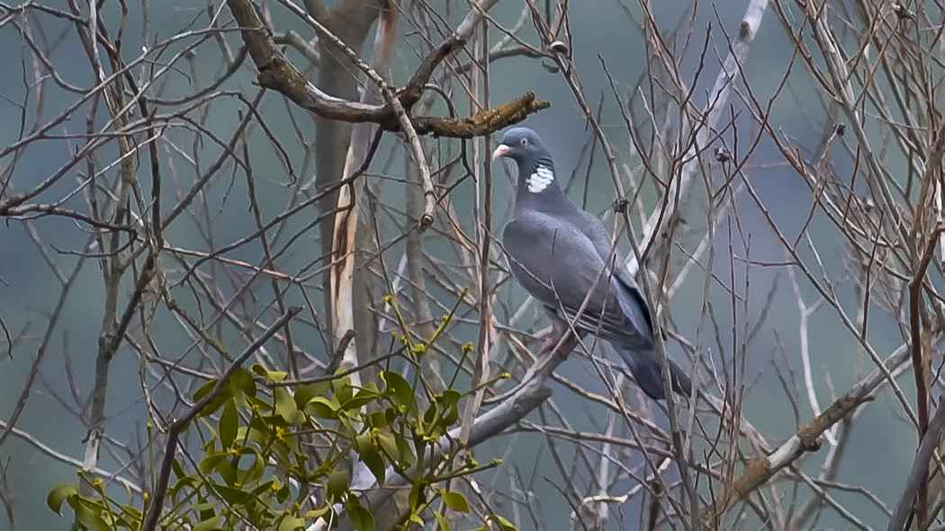 Common Wood-Pigeon