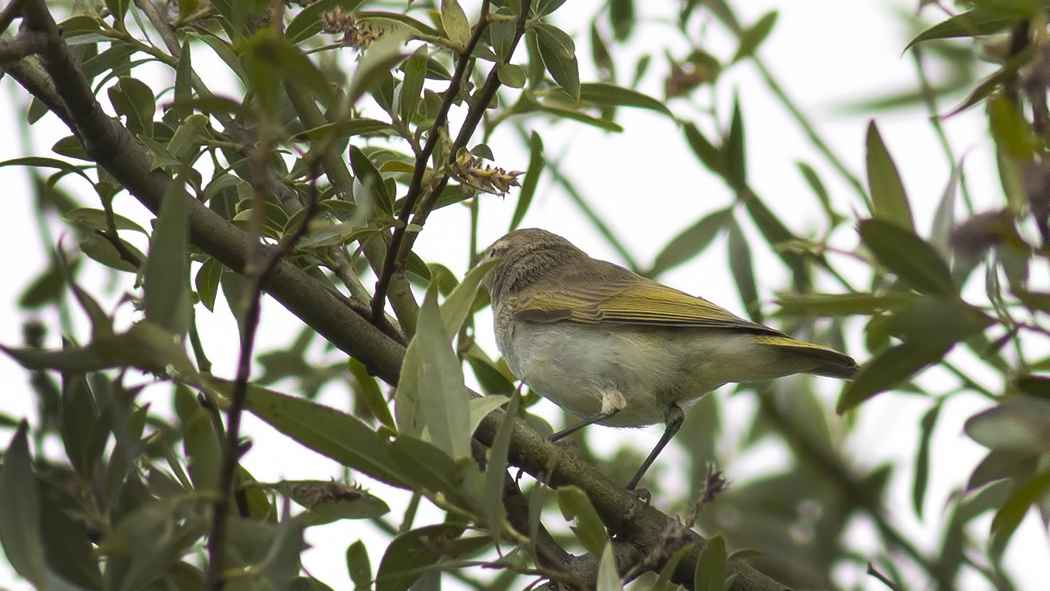 Eastern Bonelli's Warbler