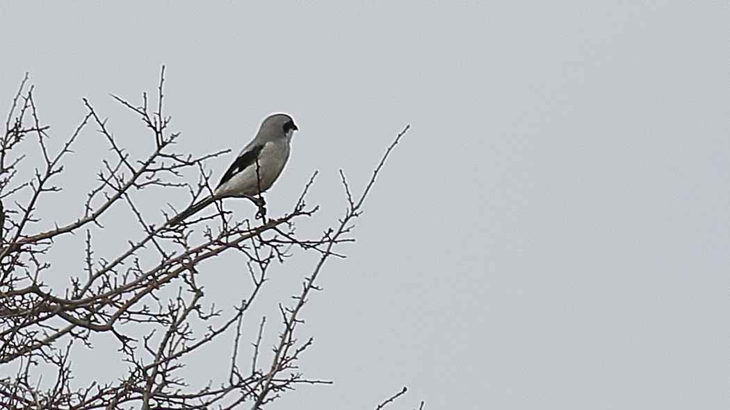 Great Gray Shrike