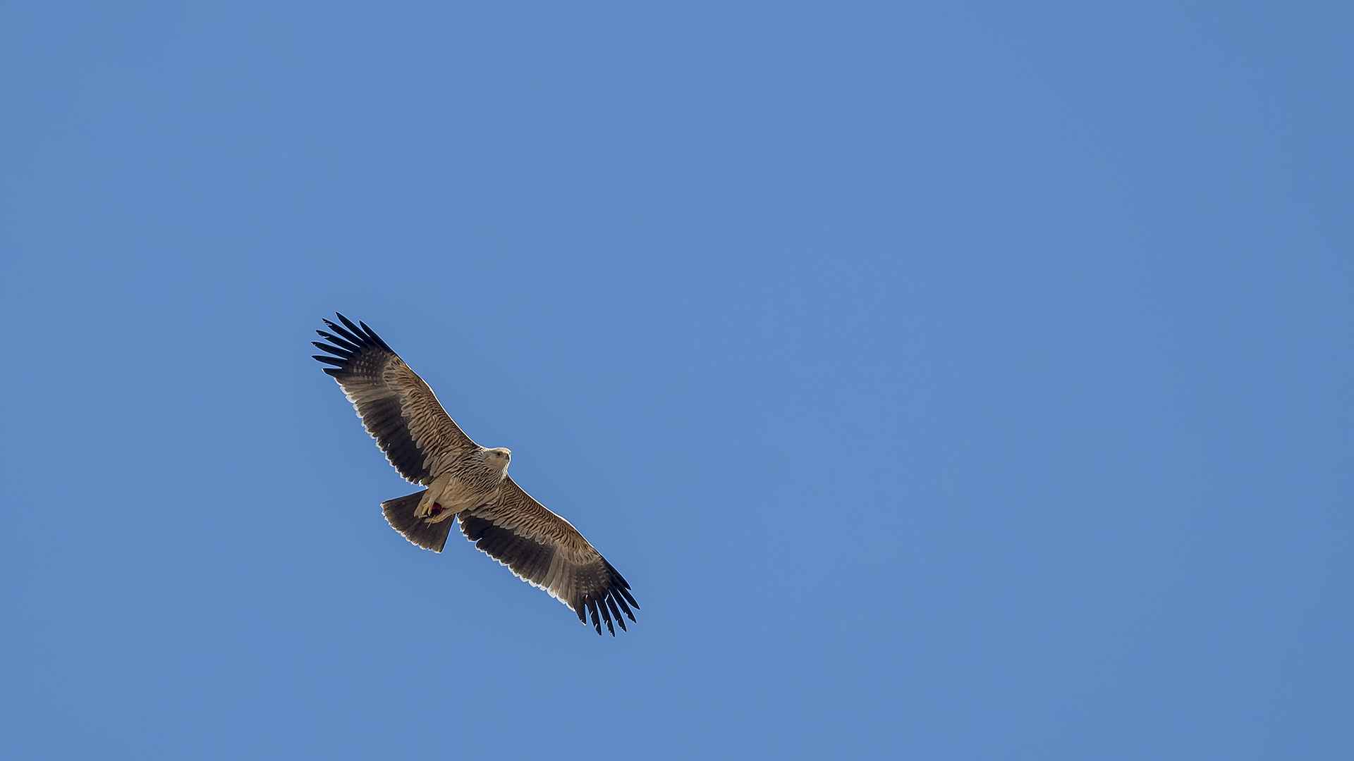 Imperial Eagle