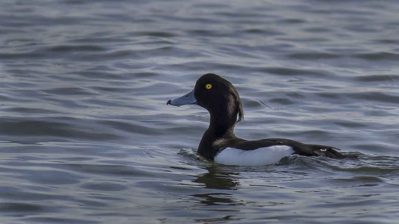 Tufted Duck