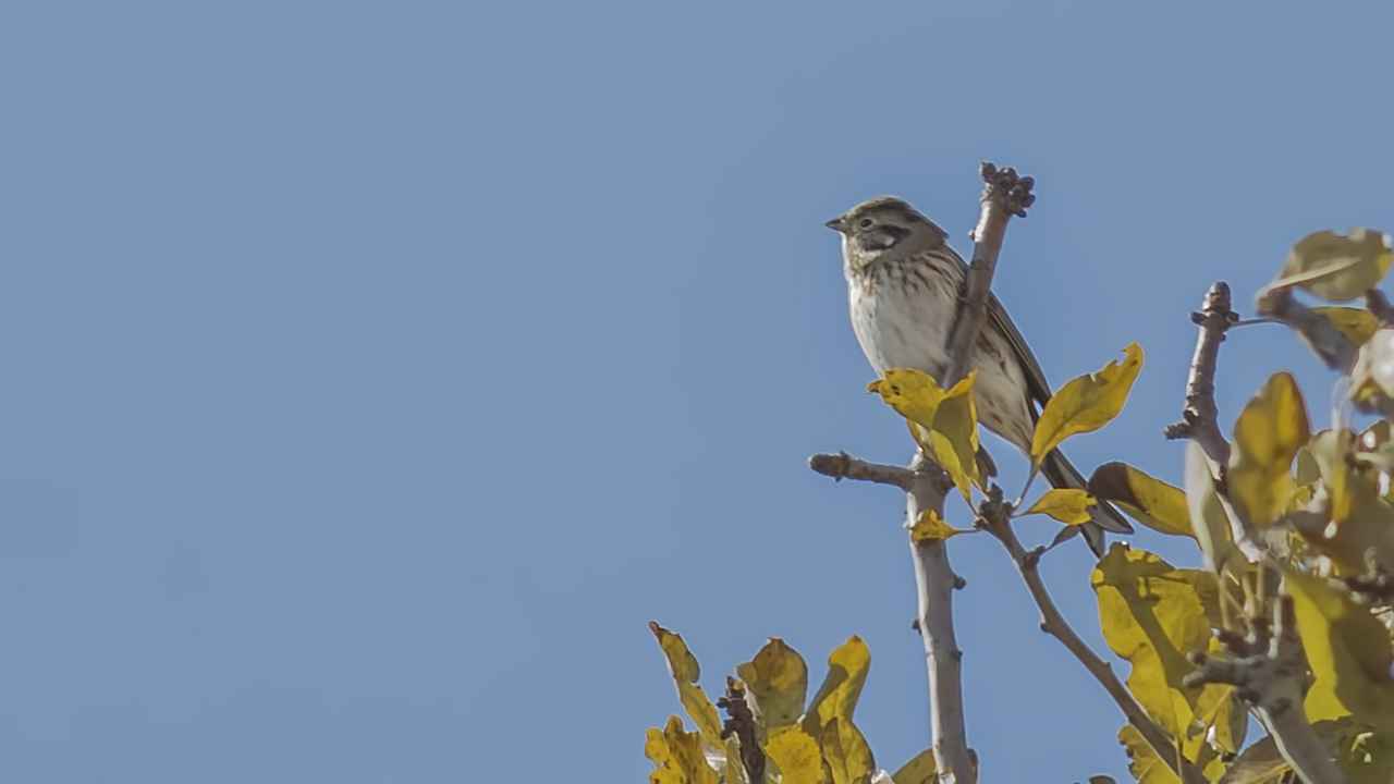 Pine Bunting