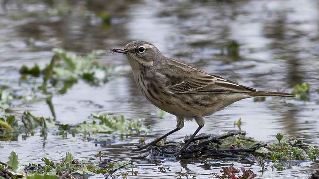 Water Pipit