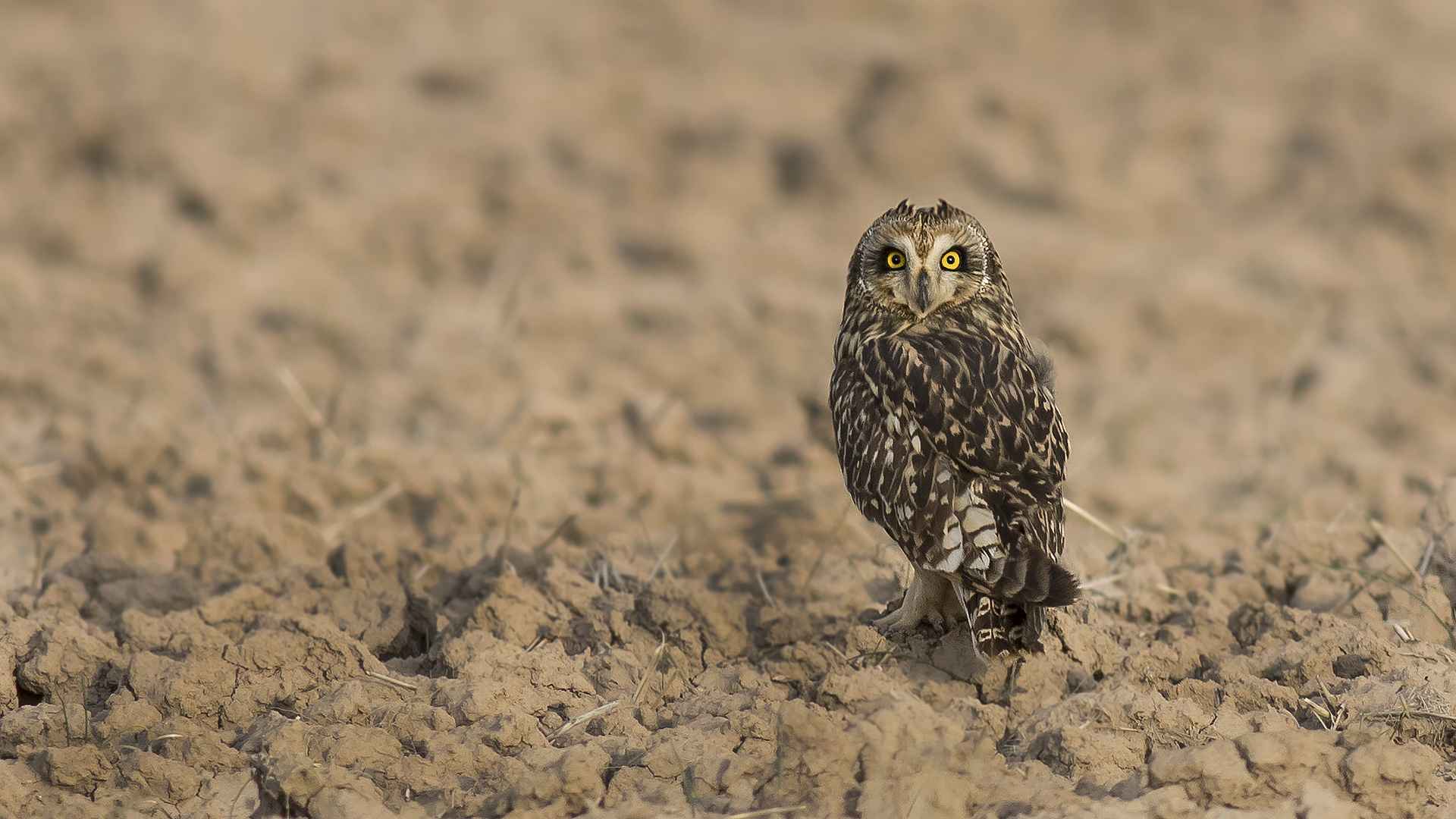 Short-eared Owl