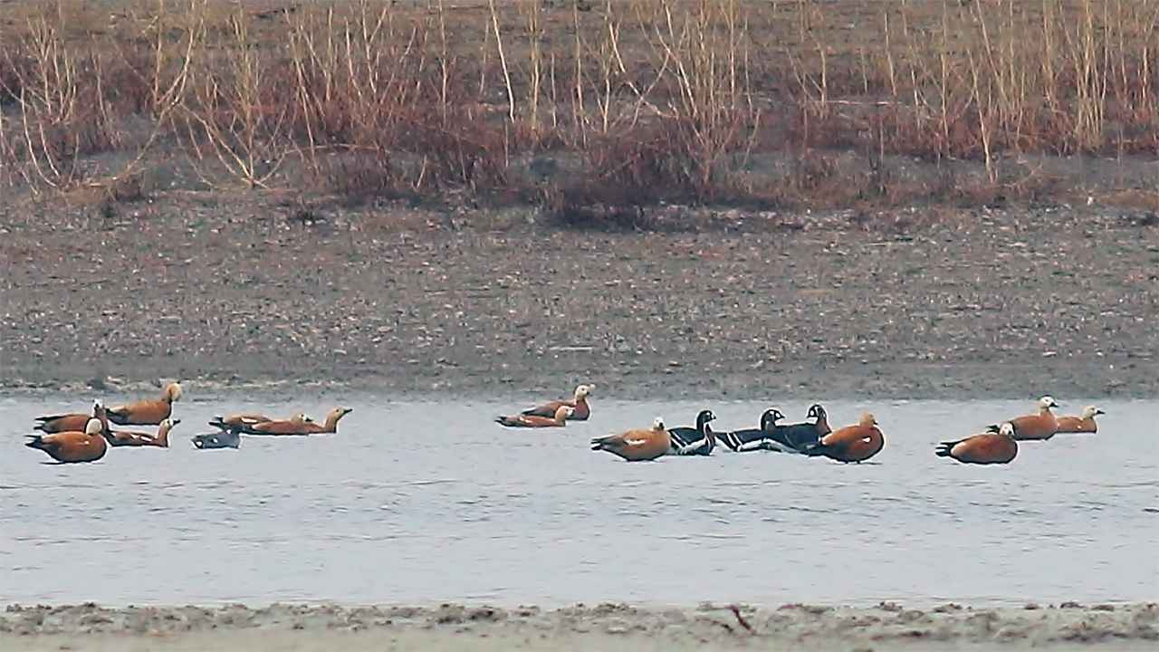 Red-breasted Goose