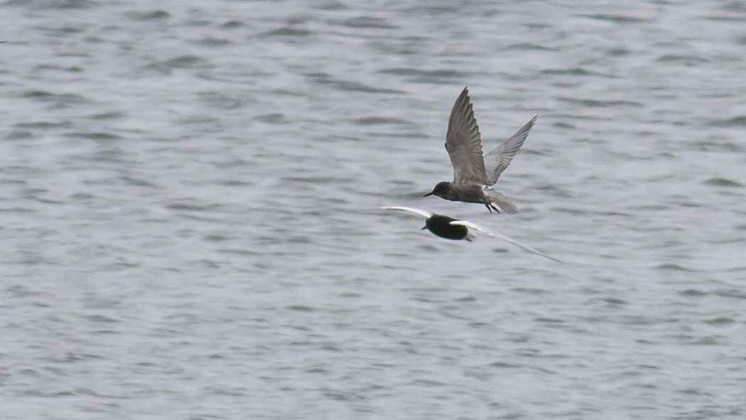 Black Tern