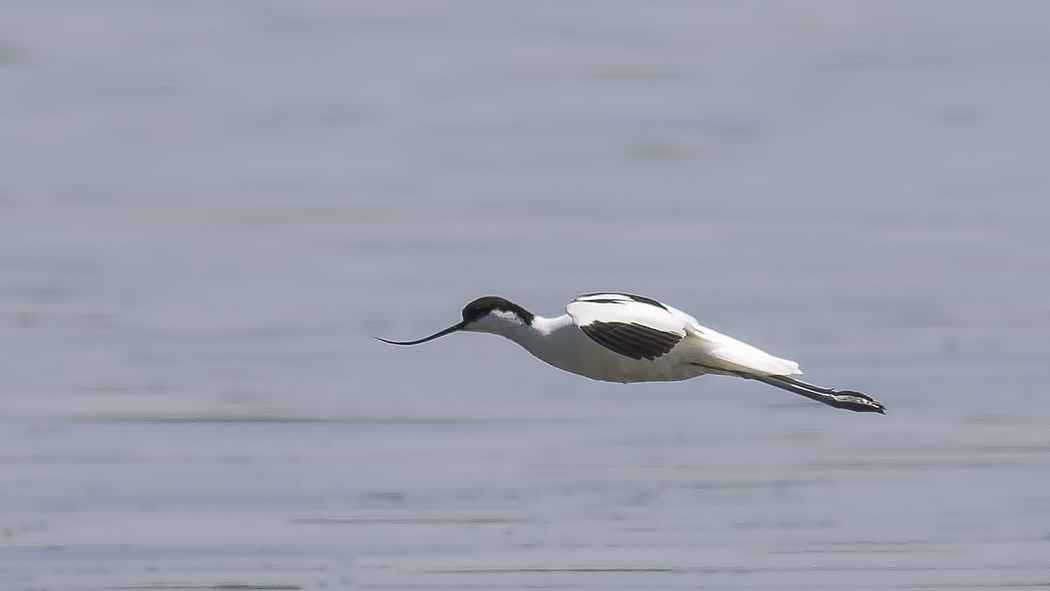 Pied Avocet