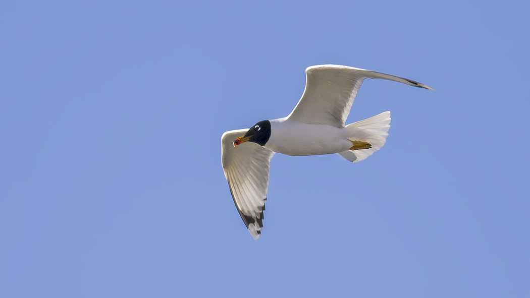 Pallas's Gull