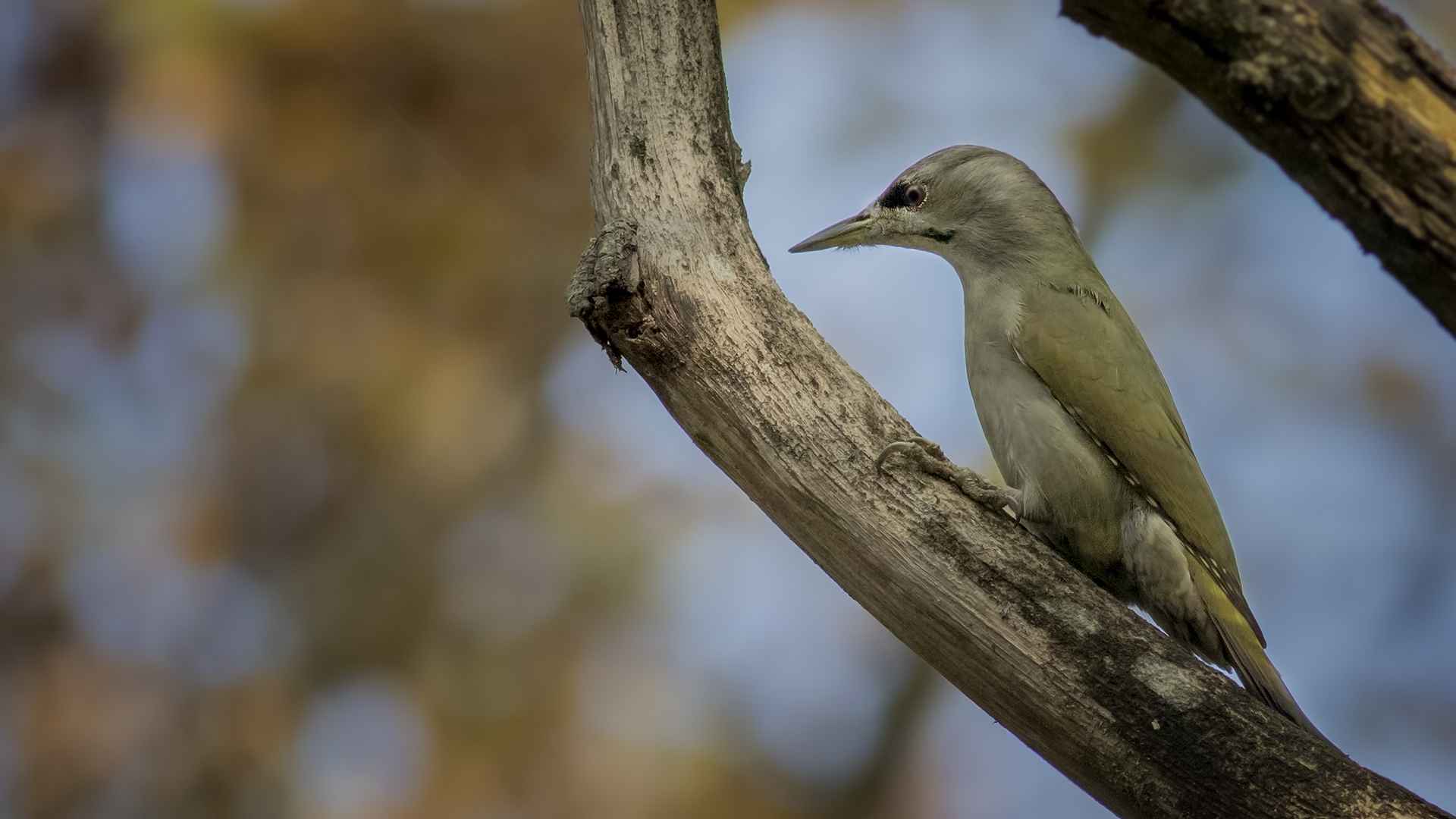 Gray-headed Woodpecker