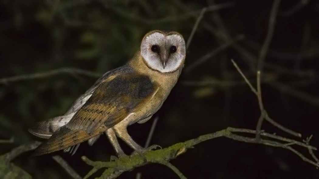 Barn Owl