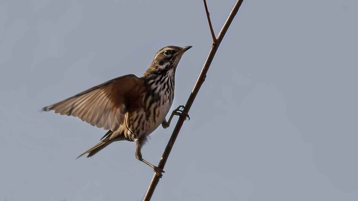 Redwing
