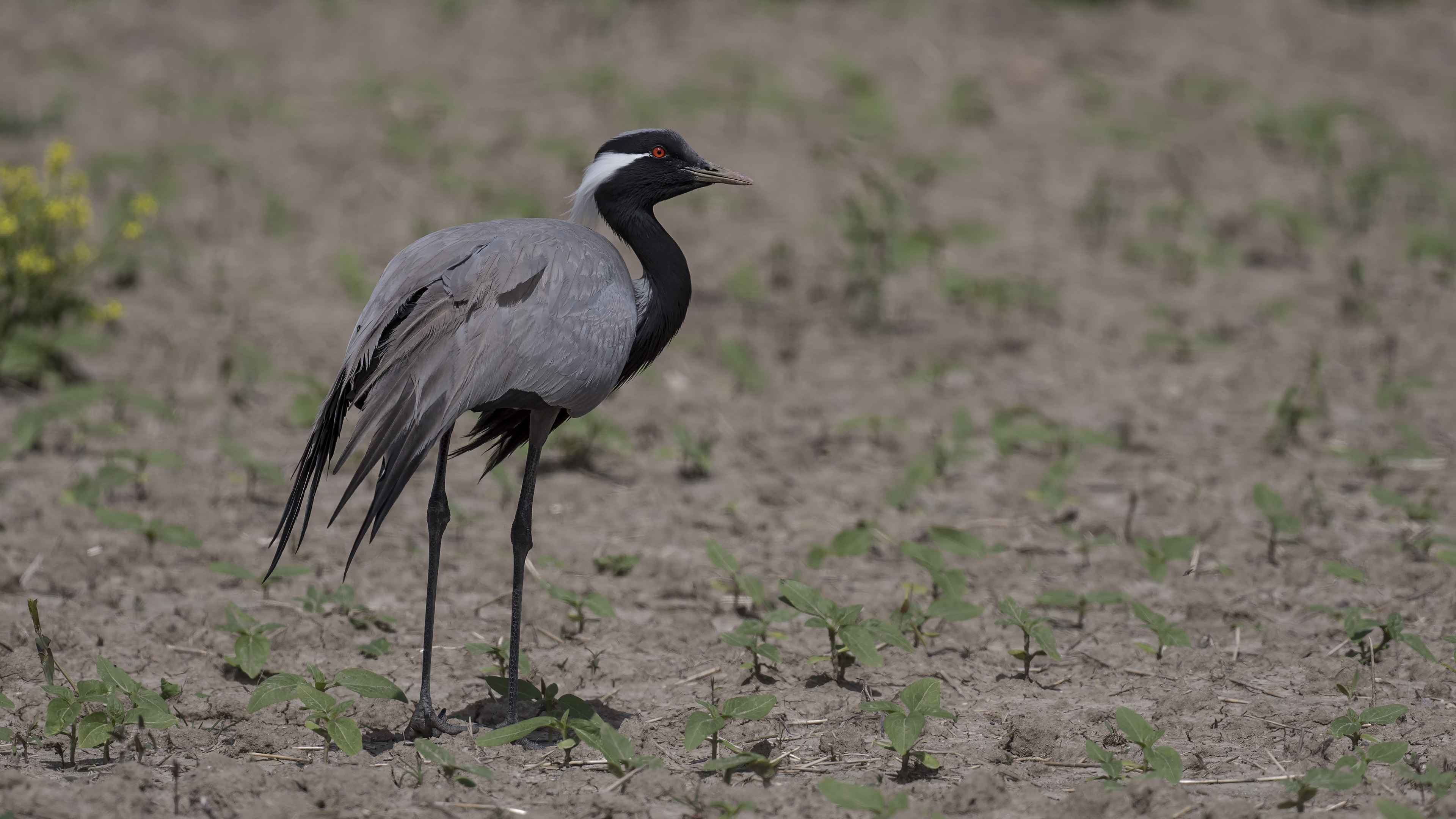 Demoiselle Crane