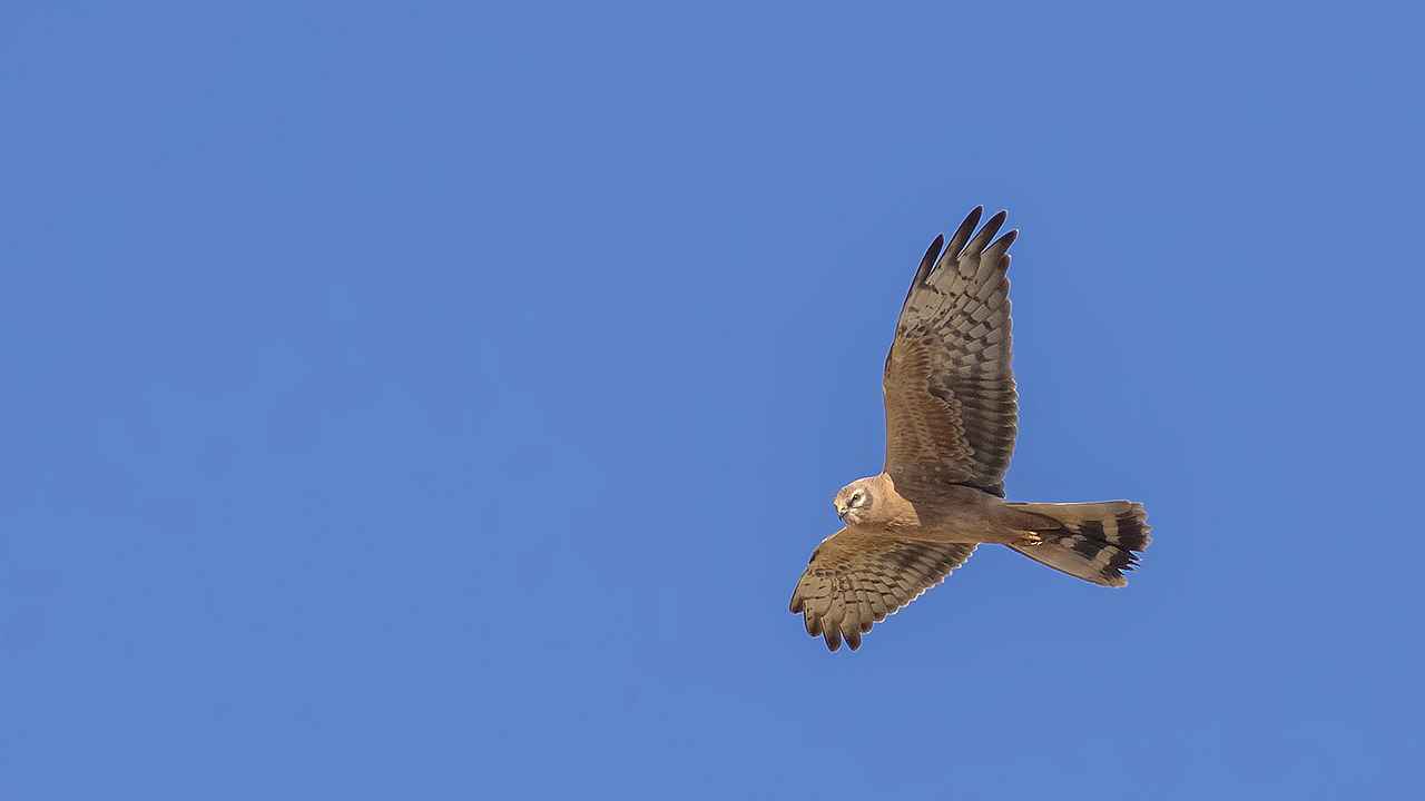 Montagu's Harrier