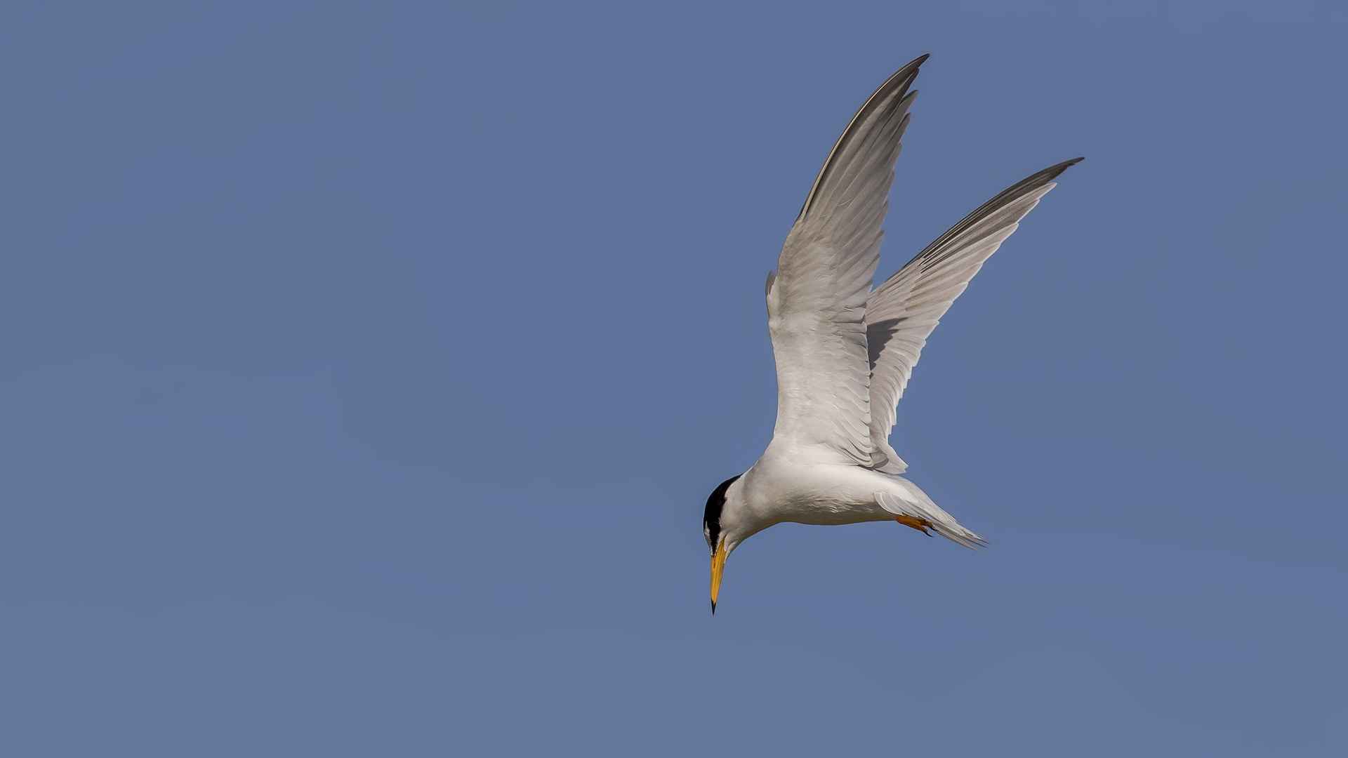 Little Tern