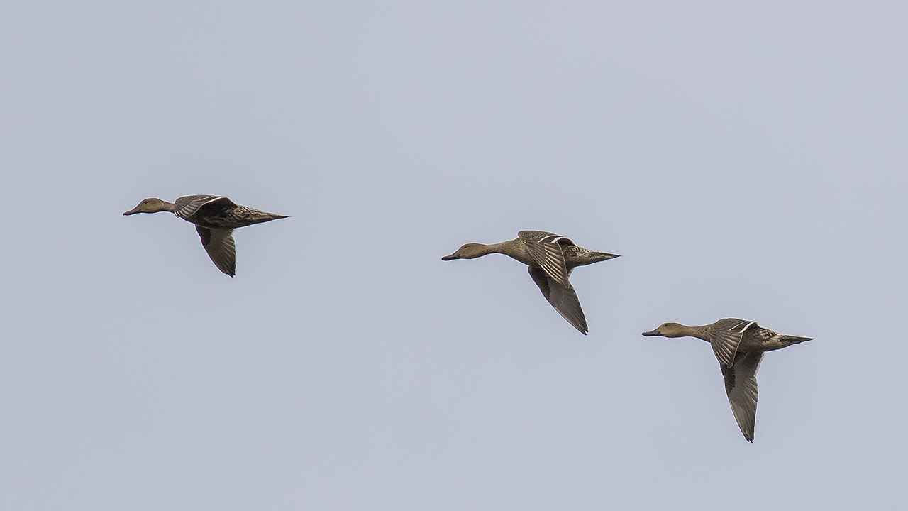Gadwall
