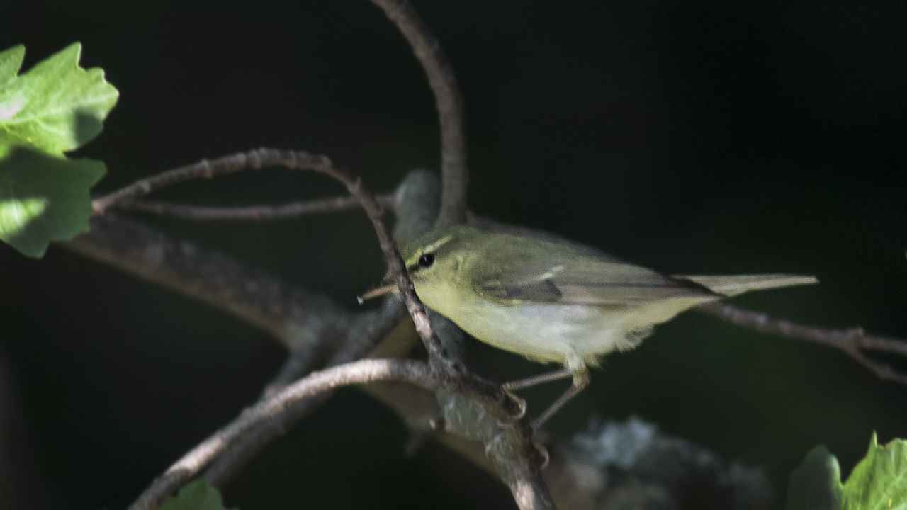Green Warbler
