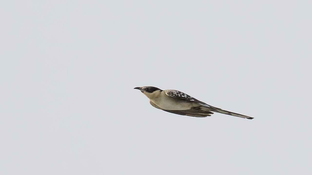 Great Spotted Cuckoo