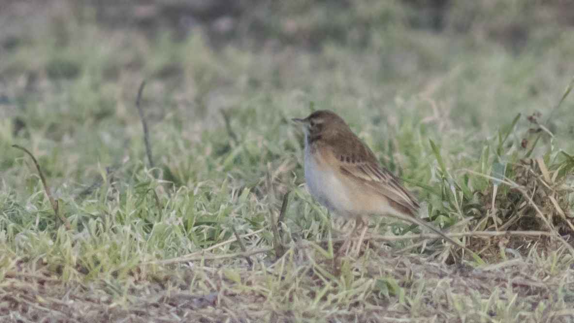 Richard's Pipit