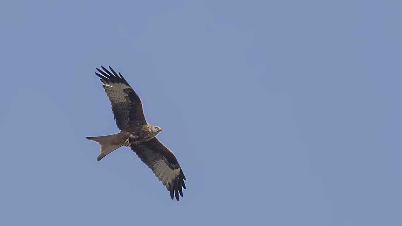 Red Kite