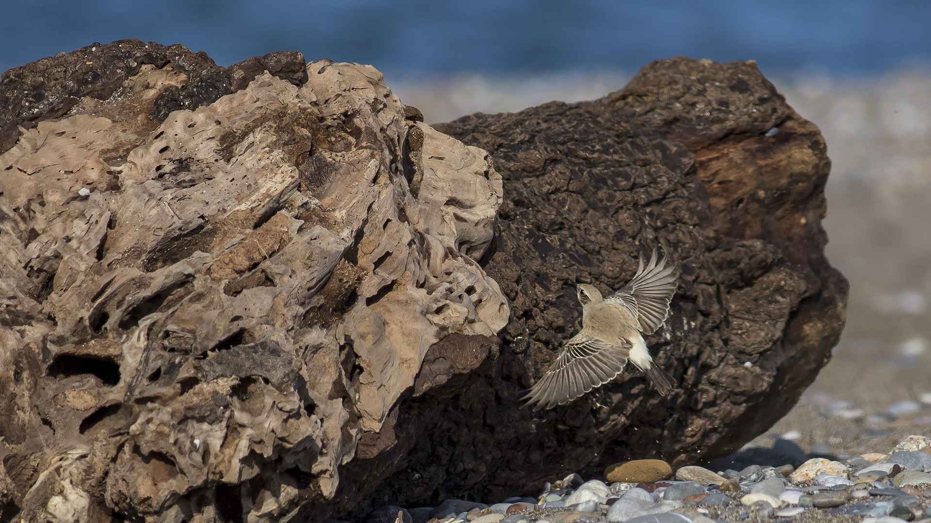 Desert Wheatear