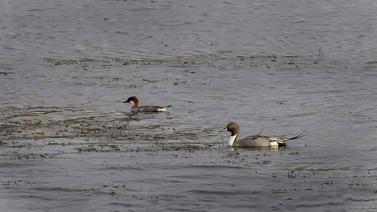 Northern Pintail