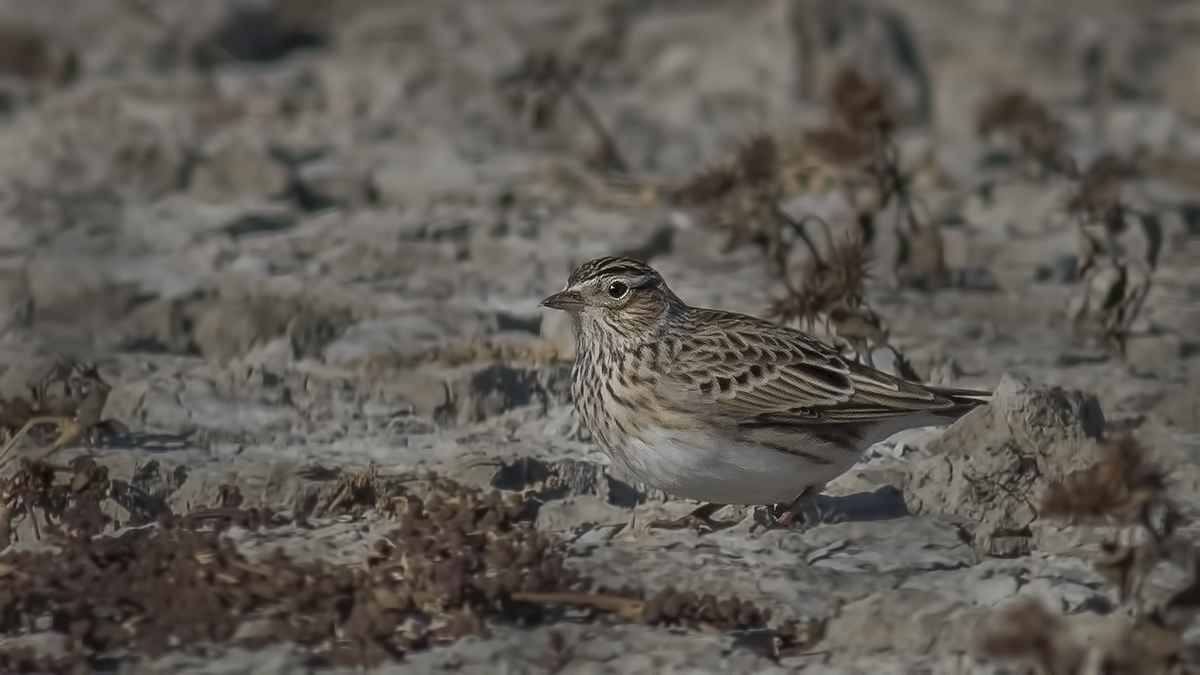 Eurasian Skylark