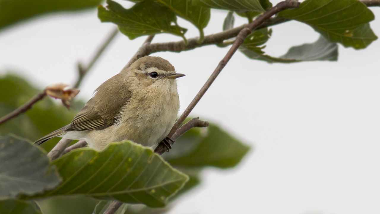 Mountain Chiffchaff