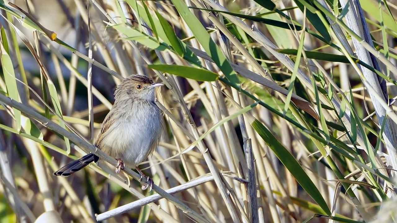 Graceful Prinia