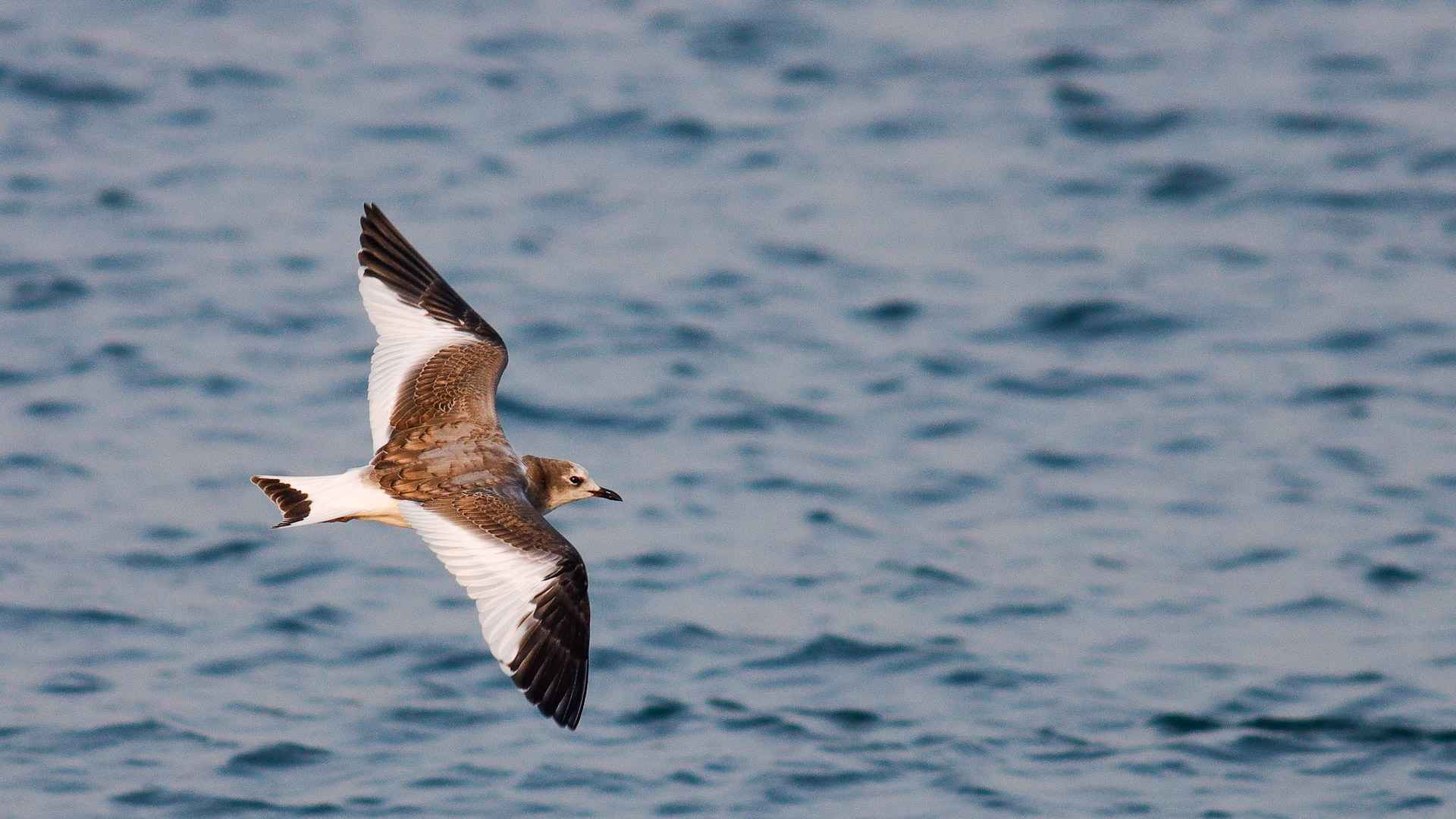 Sabine's Gull