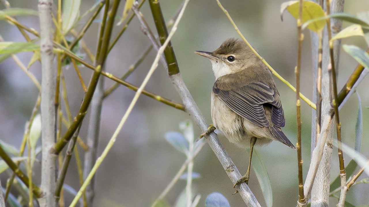 Marsh Warbler