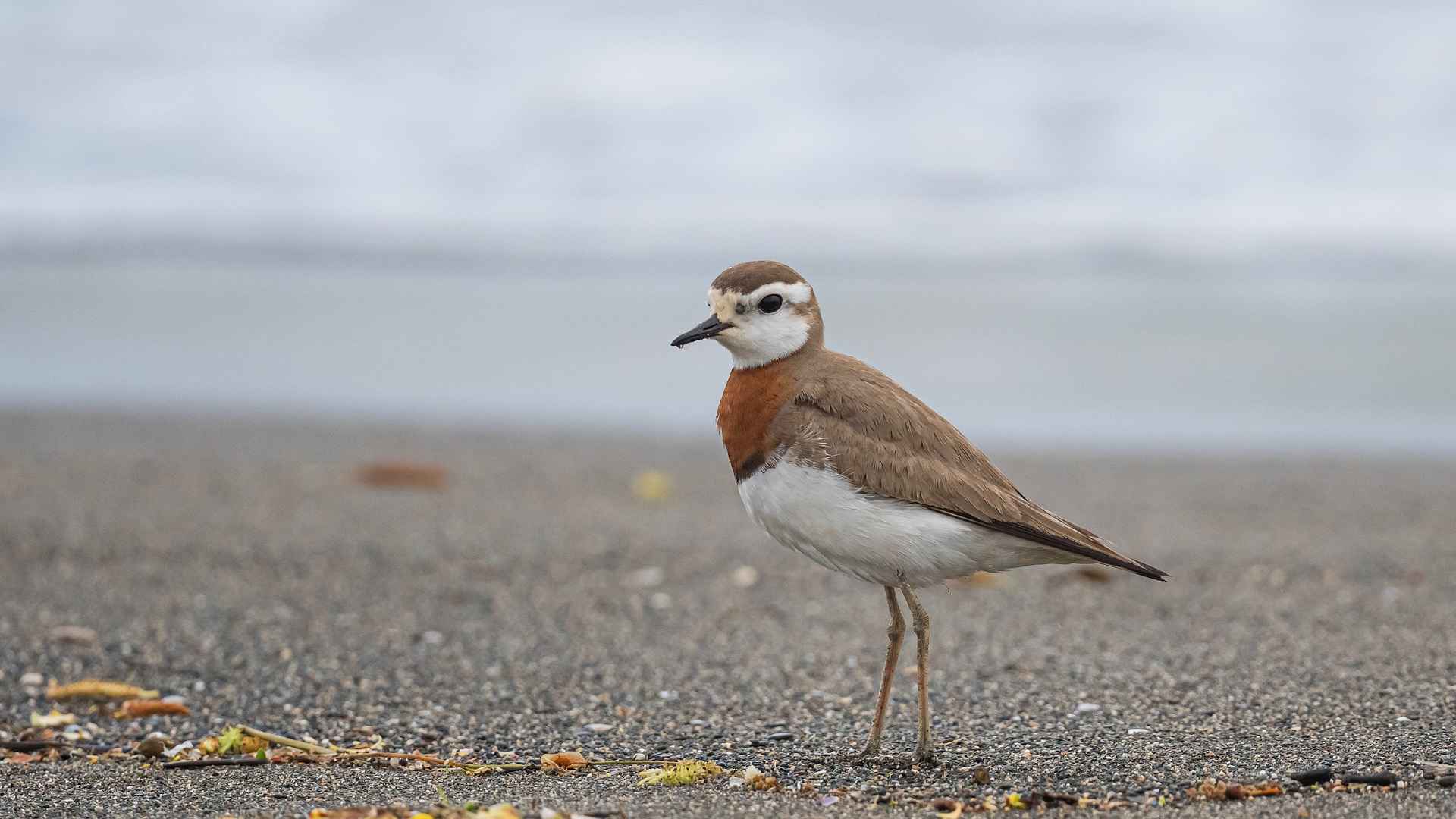 Caspian Plover