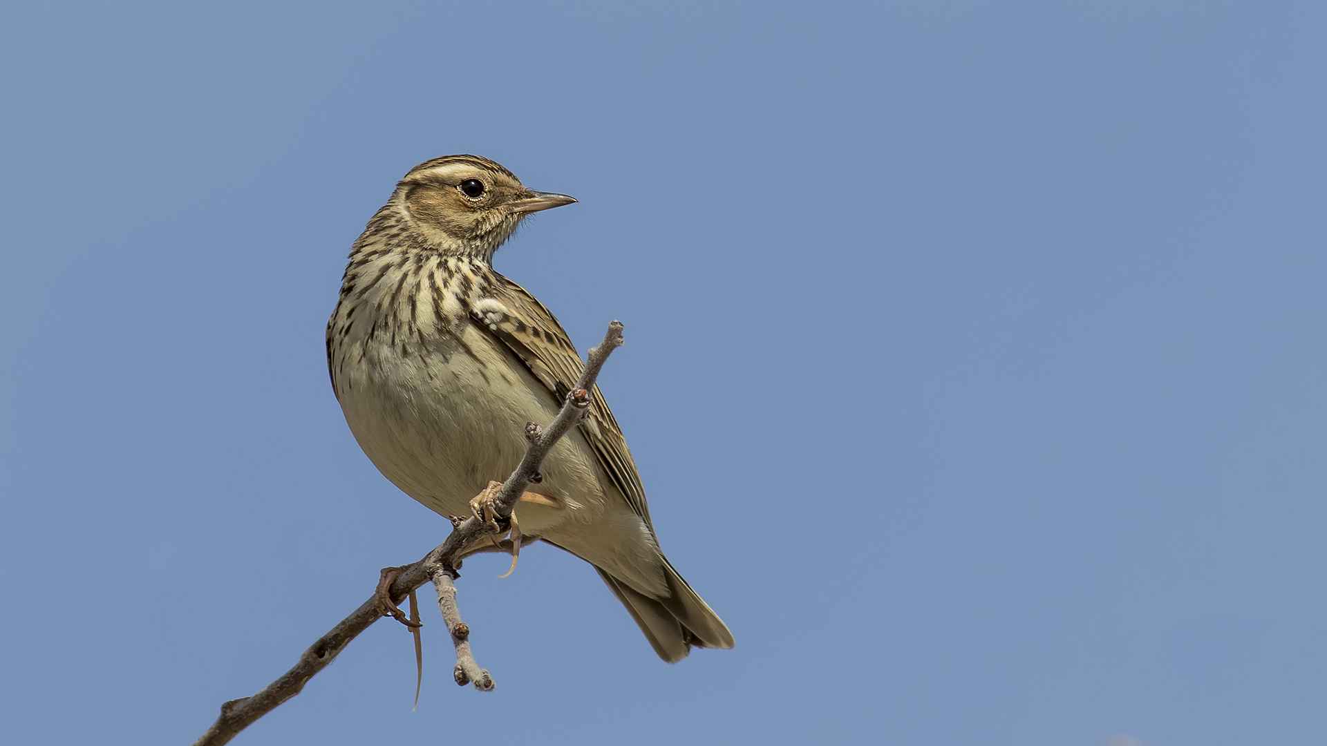 Wood Lark