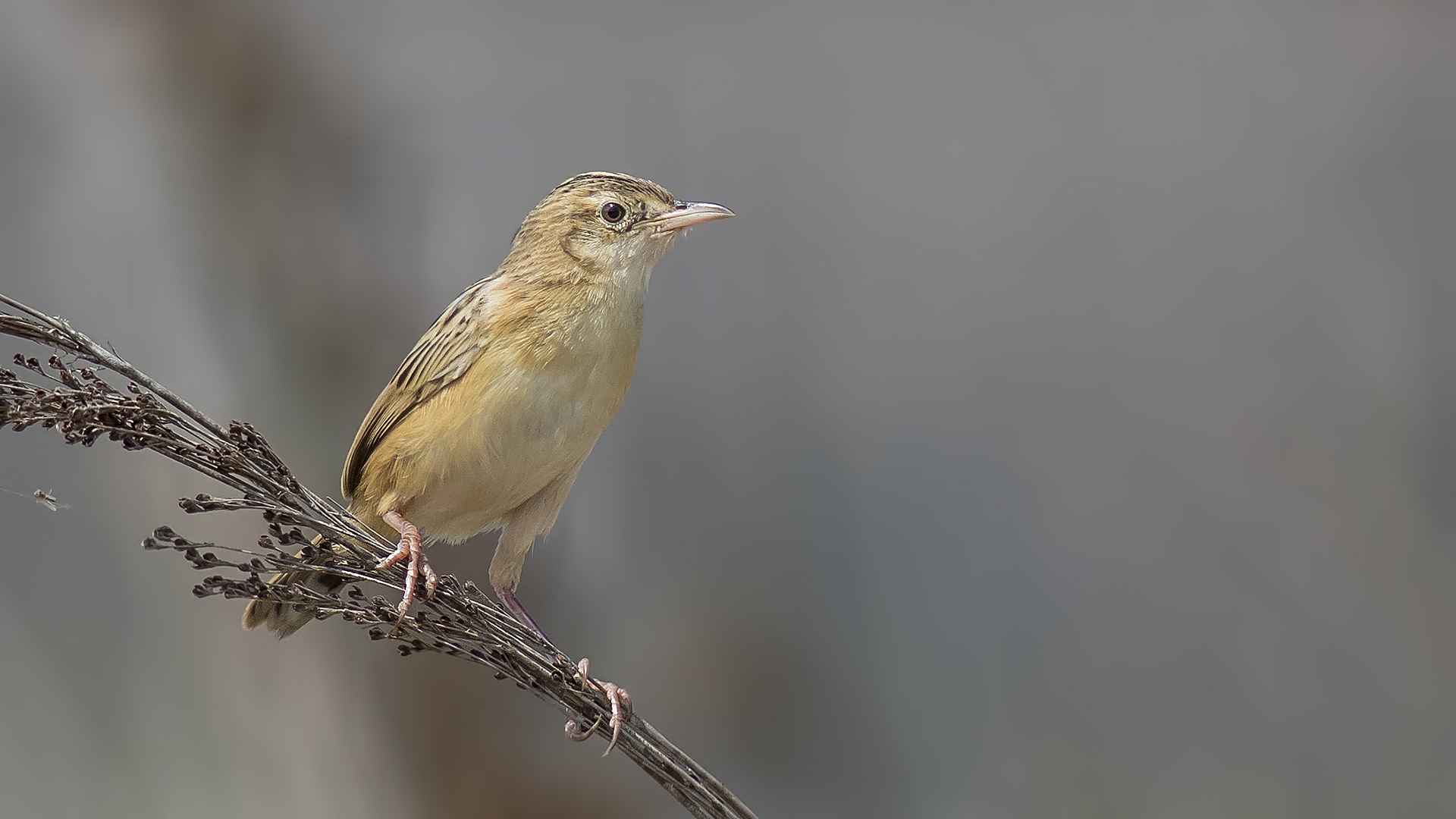 Zitting Cisticola