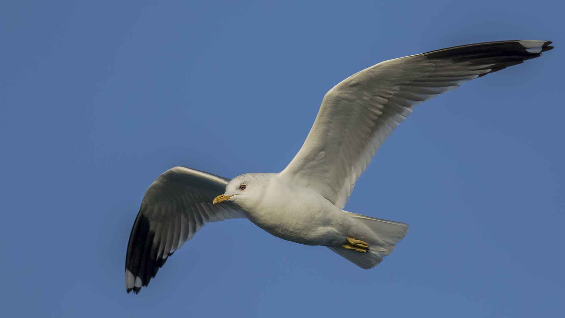 Mew Gull