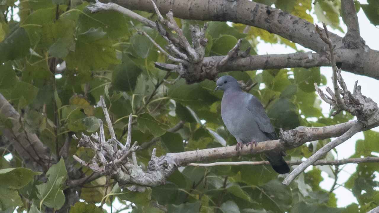 Stock Dove