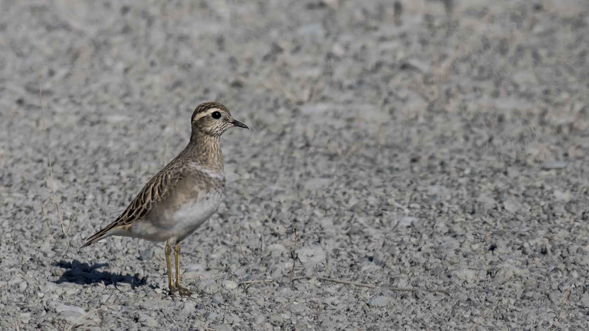 Eurasian Dotterel