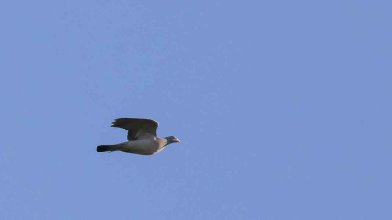 Stock Dove
