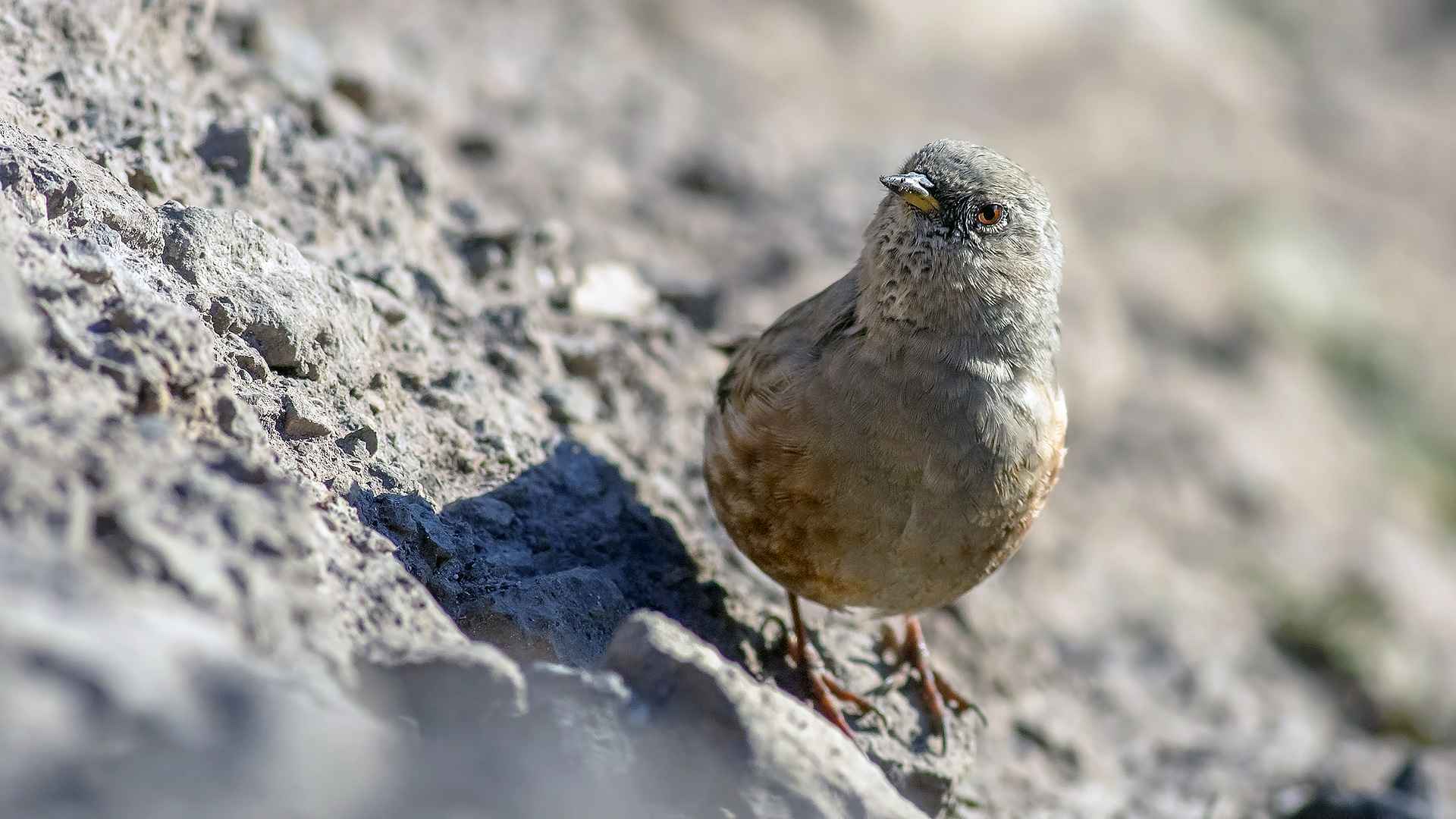 Büyük dağbülbülü