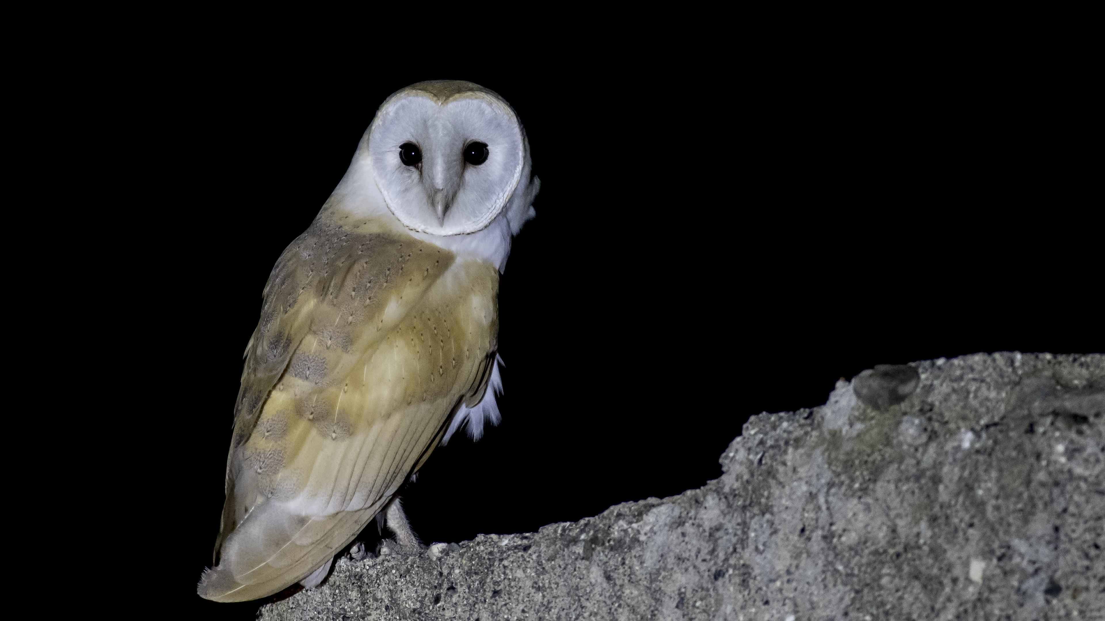 Barn Owl