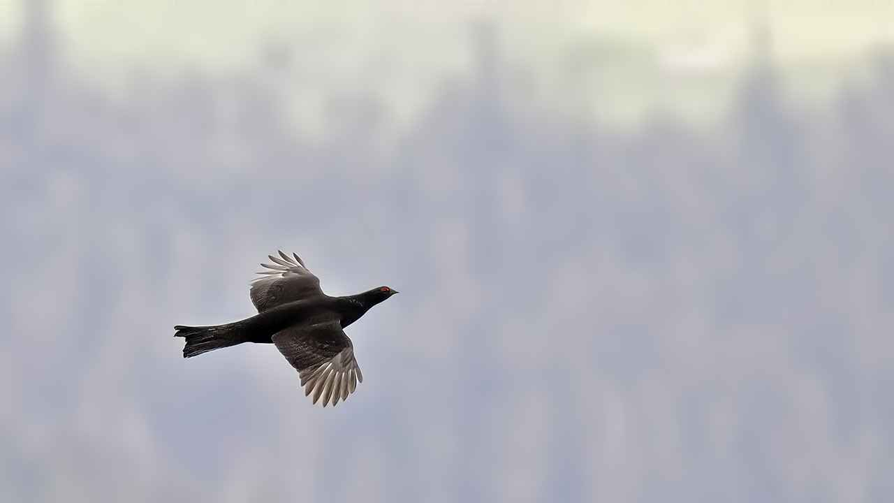 Caucasian Grouse
