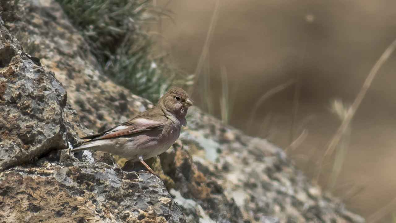 Mongolian Finch