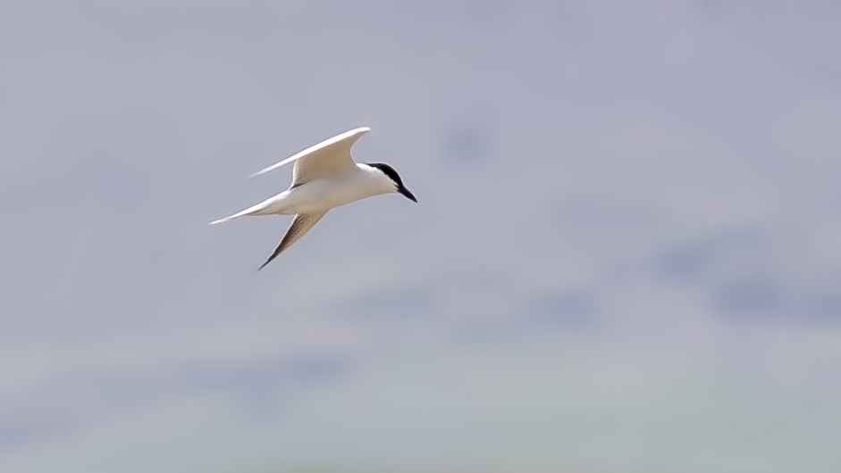 Gull-billed Tern