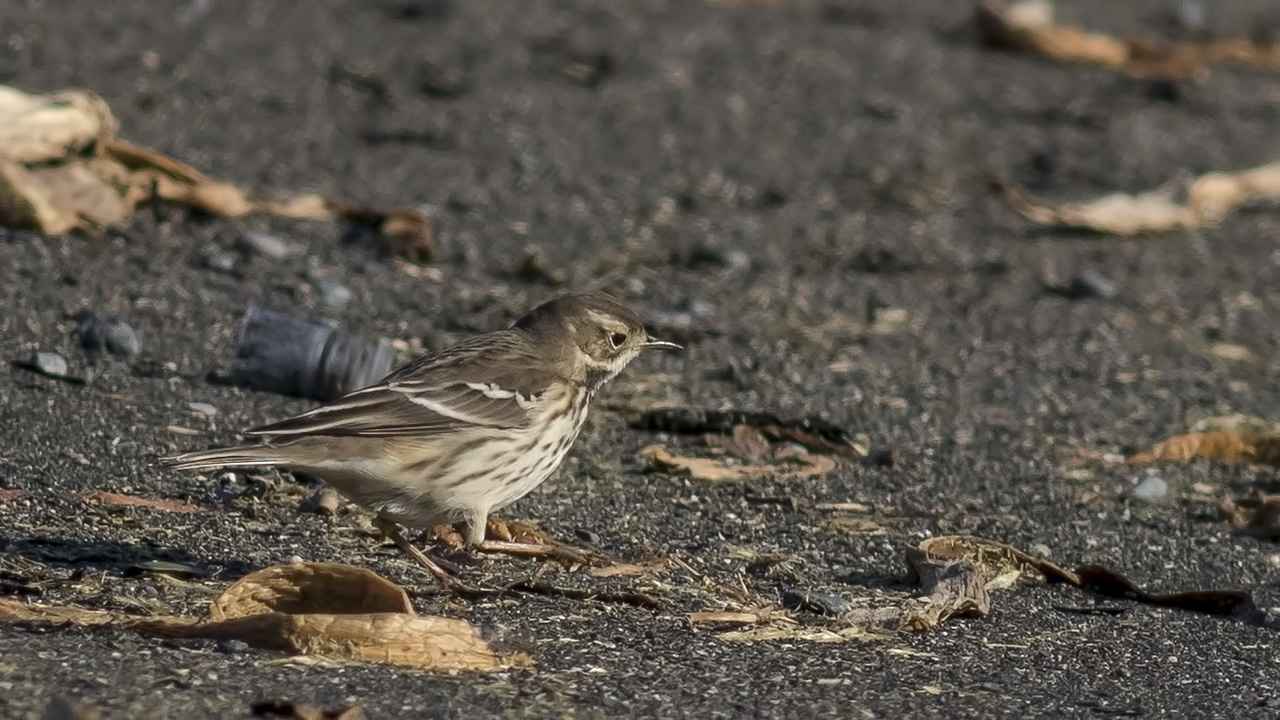 American Pipit