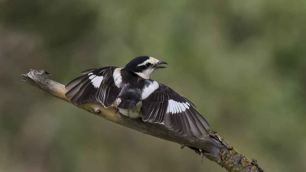 Masked Shrike