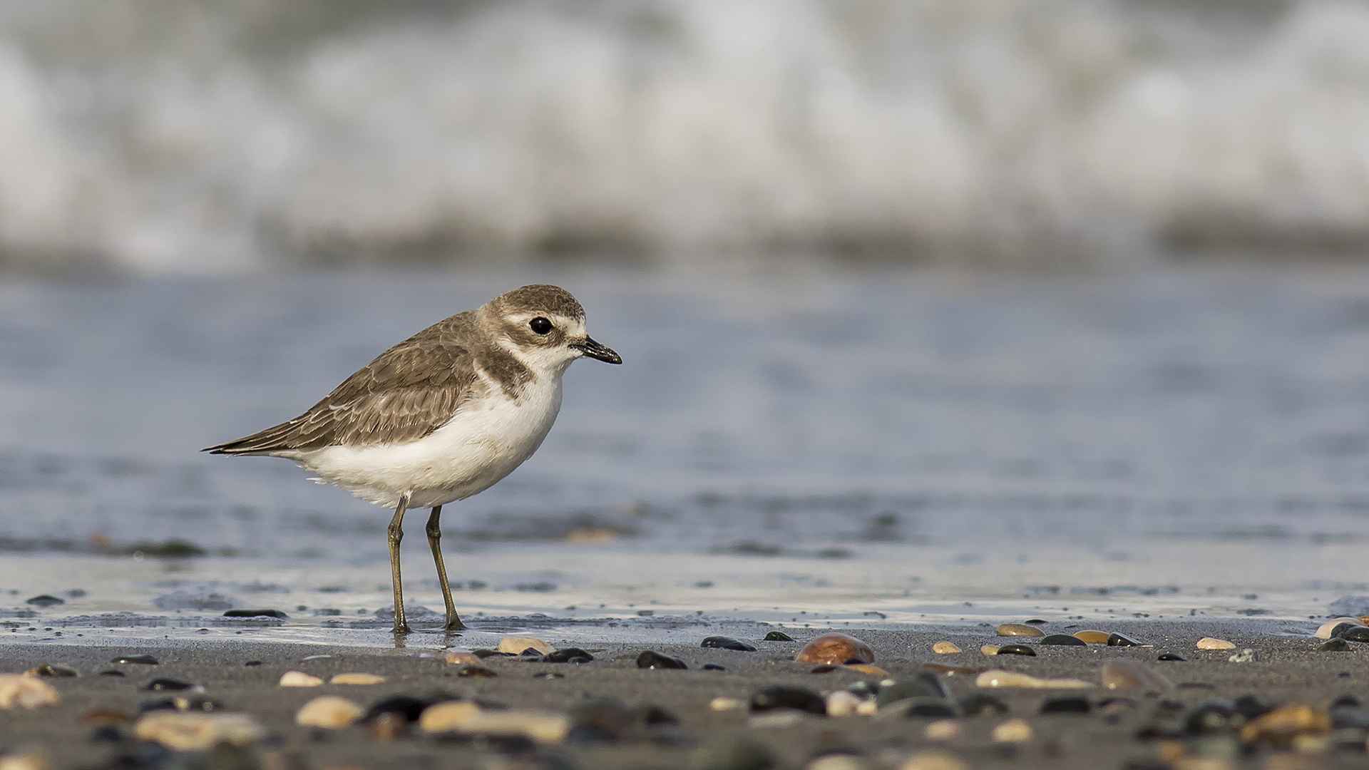 Lesser Sand-Plover