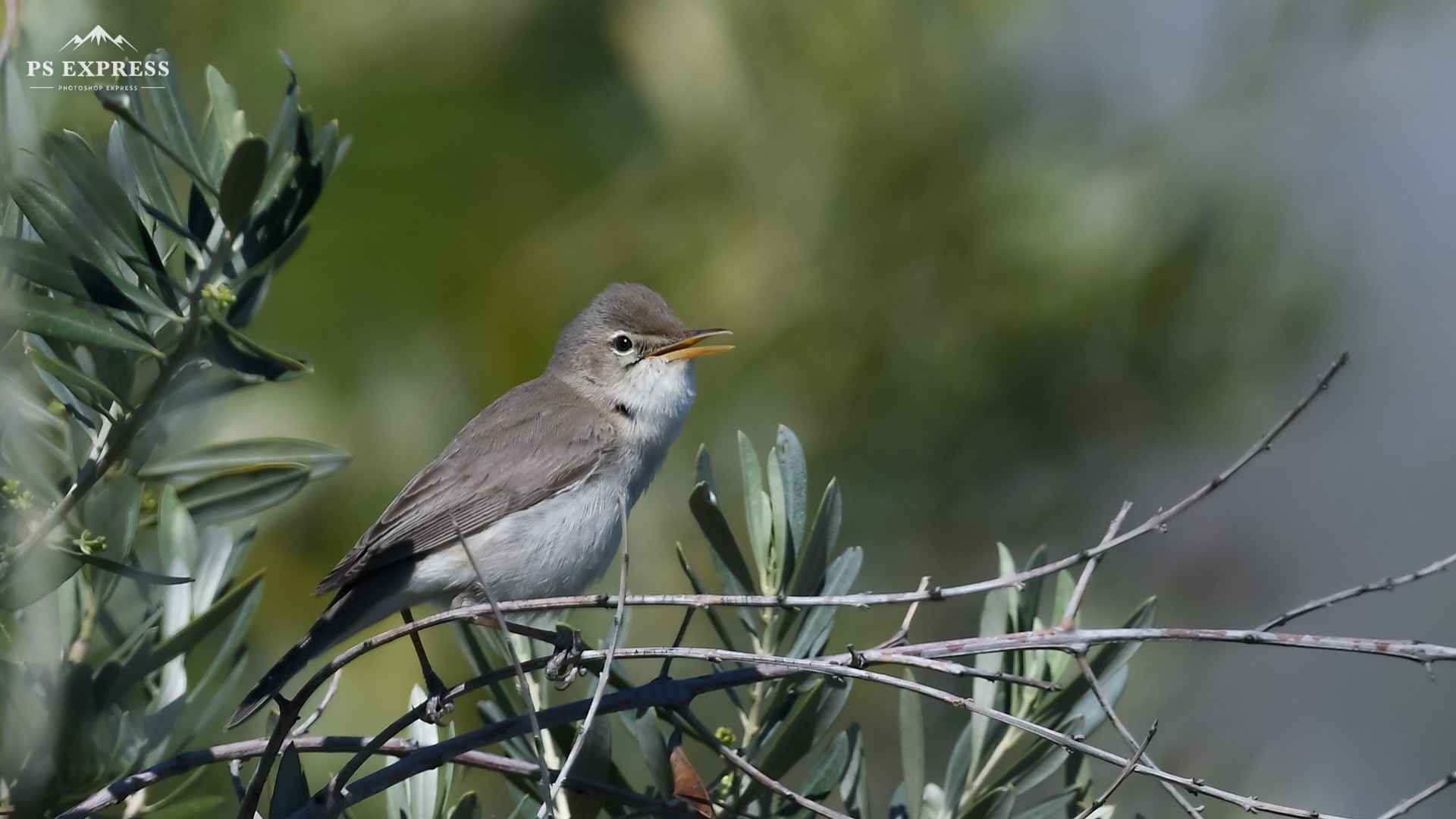 Olive-tree Warbler