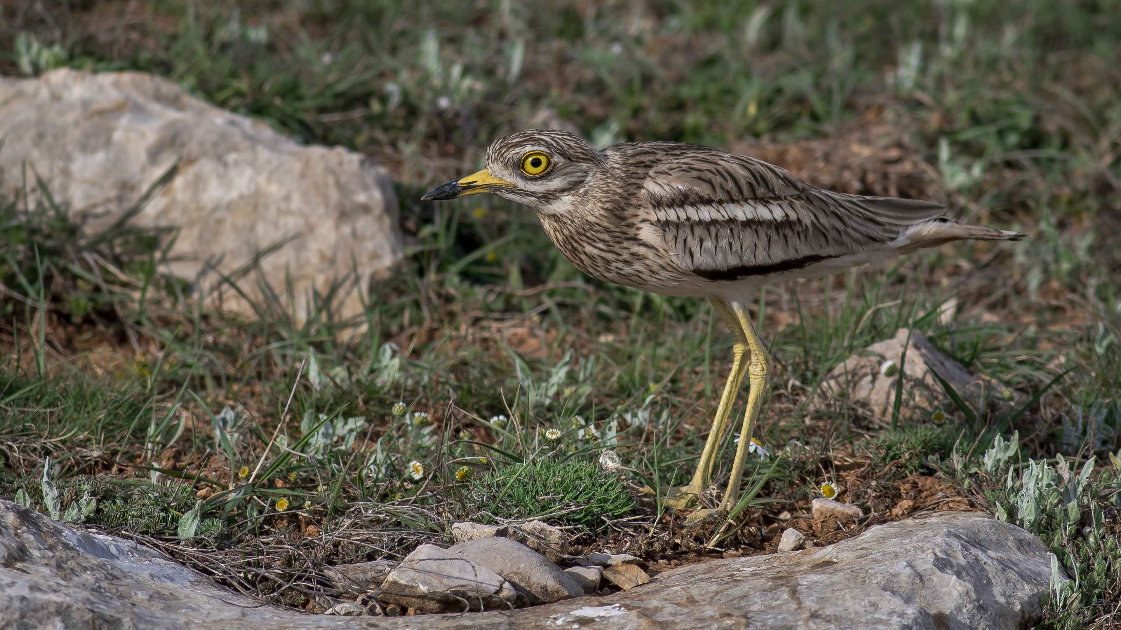 Eurasian Thick-knee