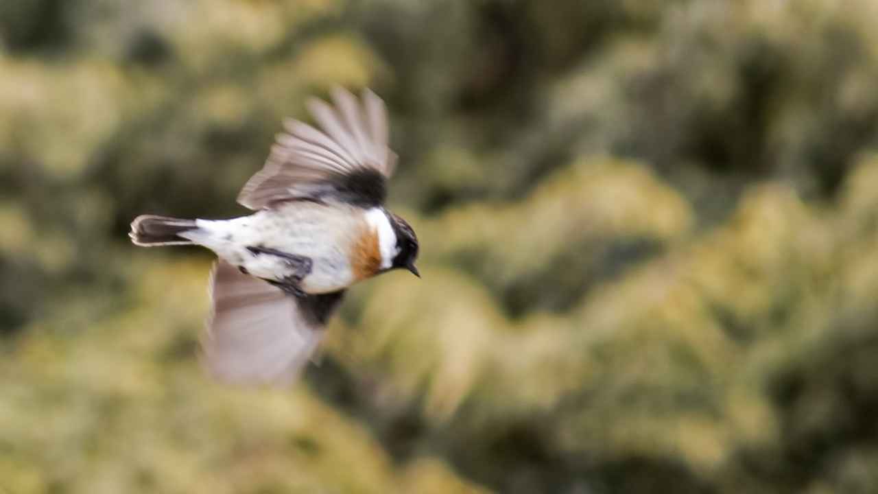 Siberian Stonechat