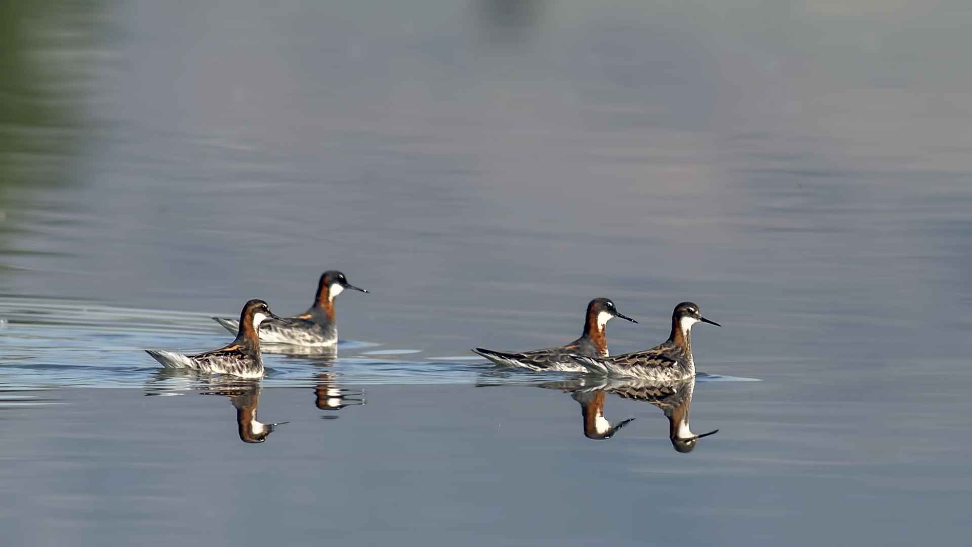 Red-necked Phalarope