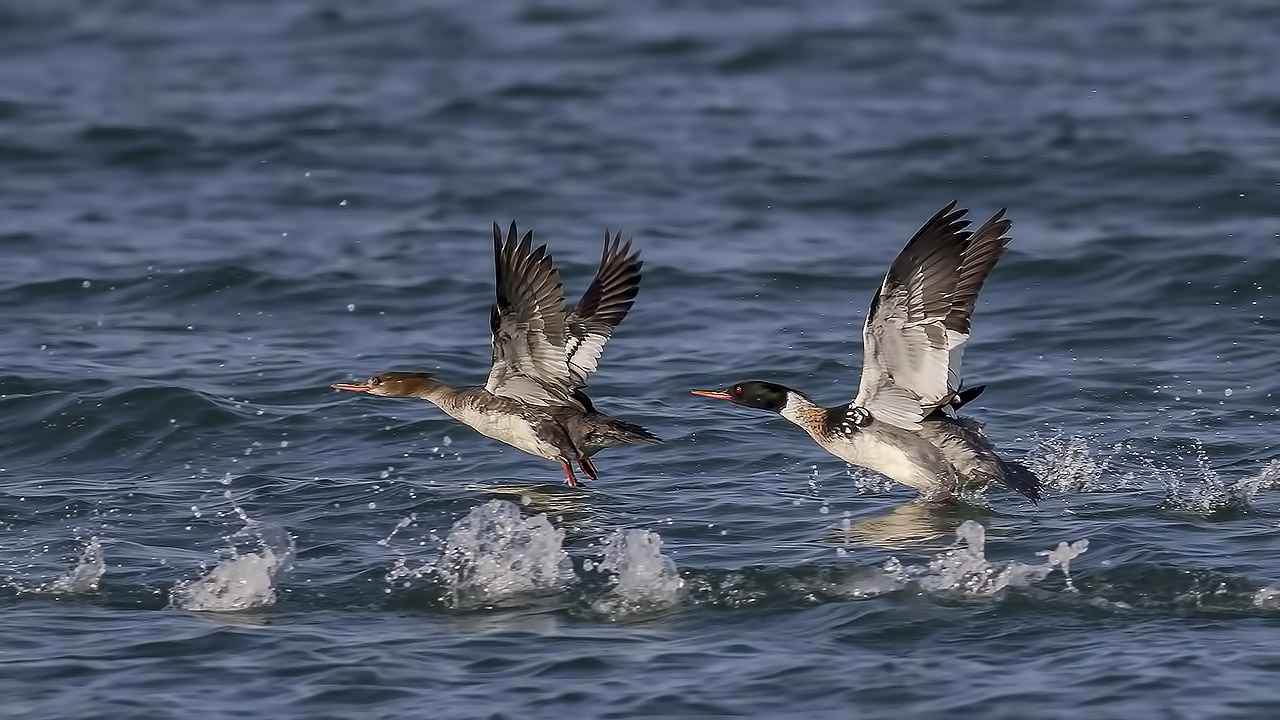 Red-breasted Merganser